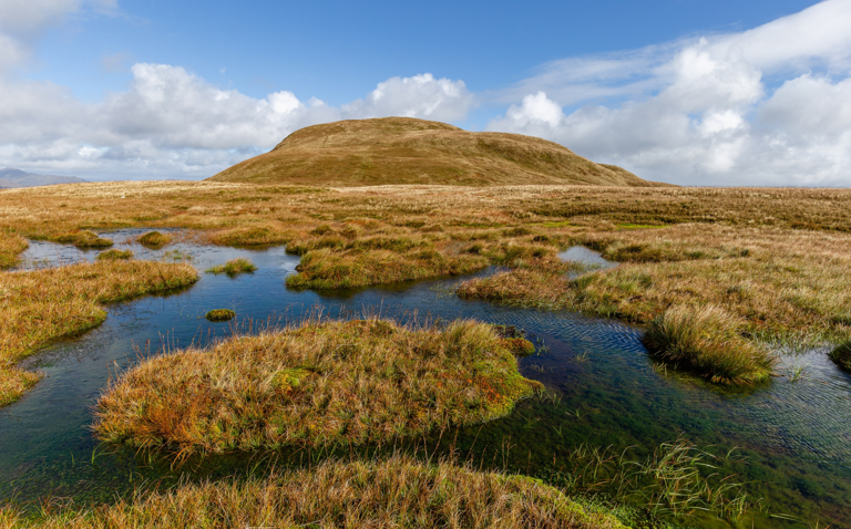 Image of a peat bog