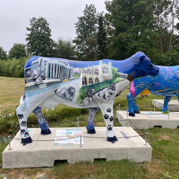 Bidwells’ Cows about Cambridge sculpture revealed at launch event.