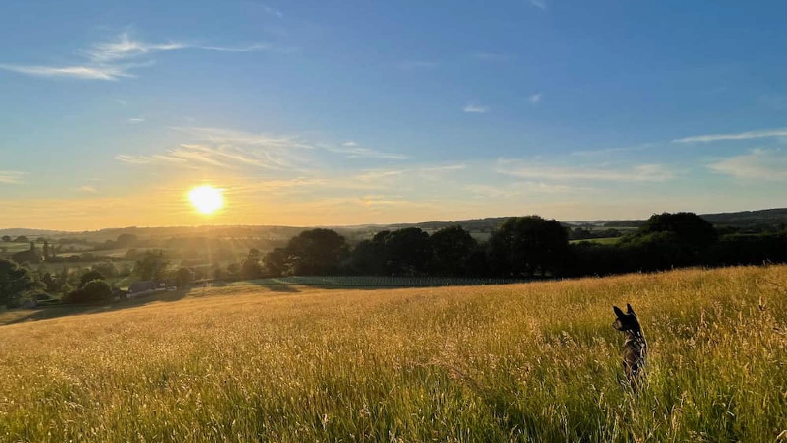 Image of Sutton Mead - Sun
