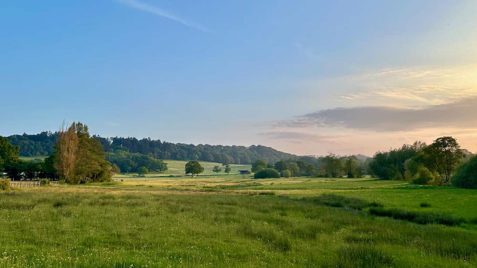Image of Sutton Mead - Wetland