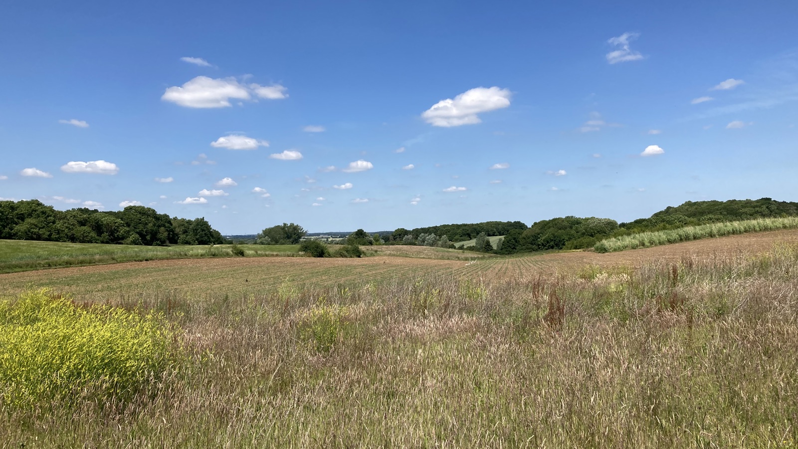 Image of Clark, D - Braxted Park BNG (3)