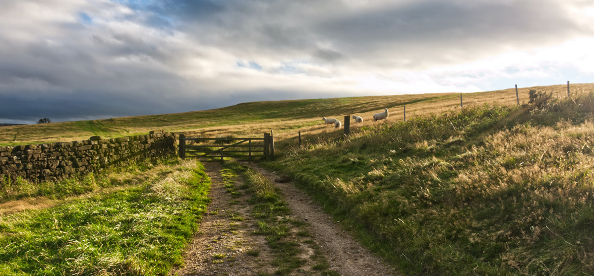 Permitted development, agriculture and forestry