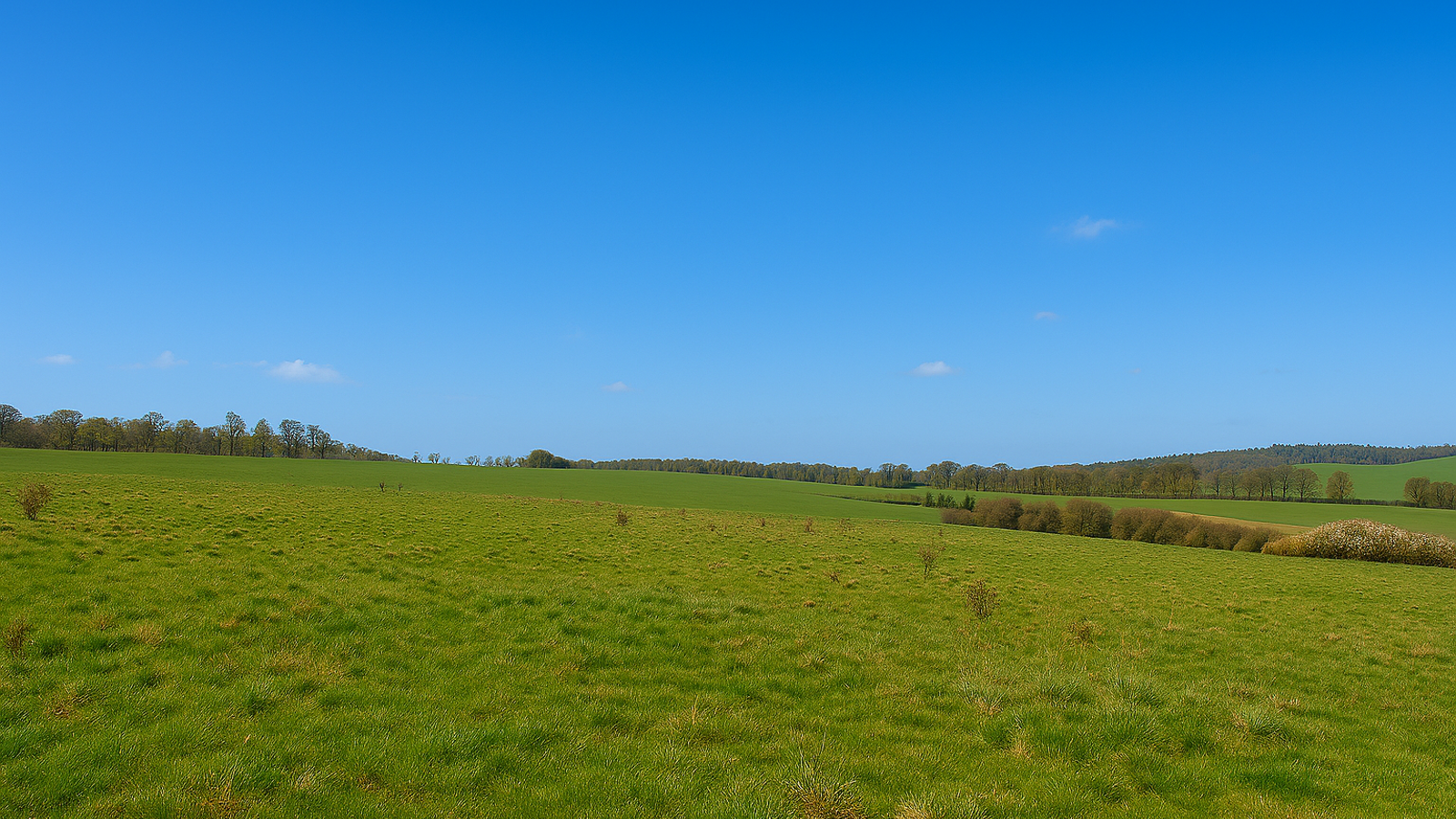 Image of Designer (1)