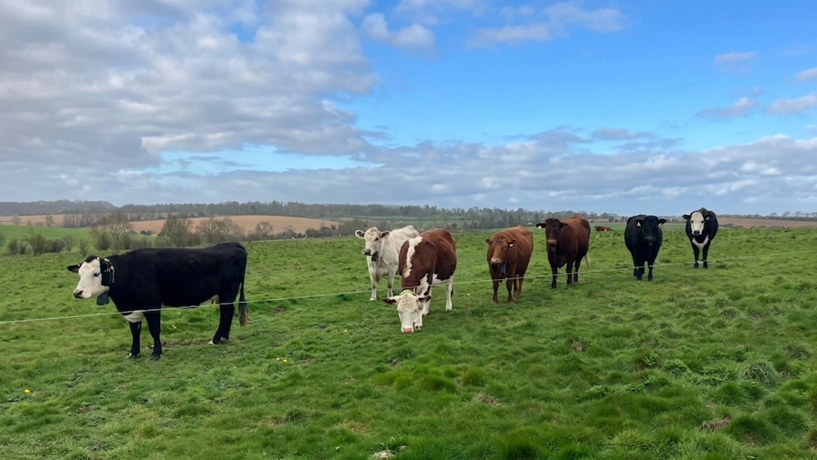 Image of Woolley Cows