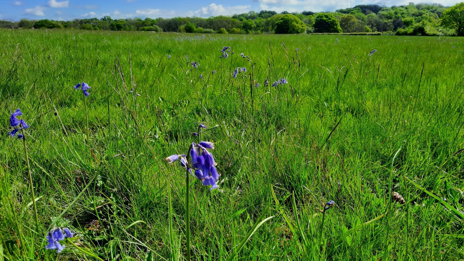 Image of Centre field once Forest Copse 4 TS