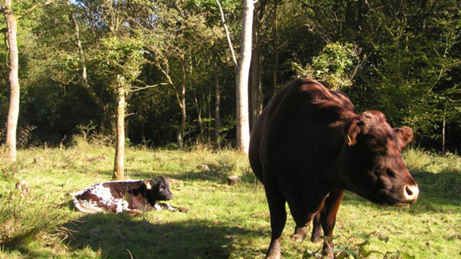 Image of Ebernoe Cattle SWT