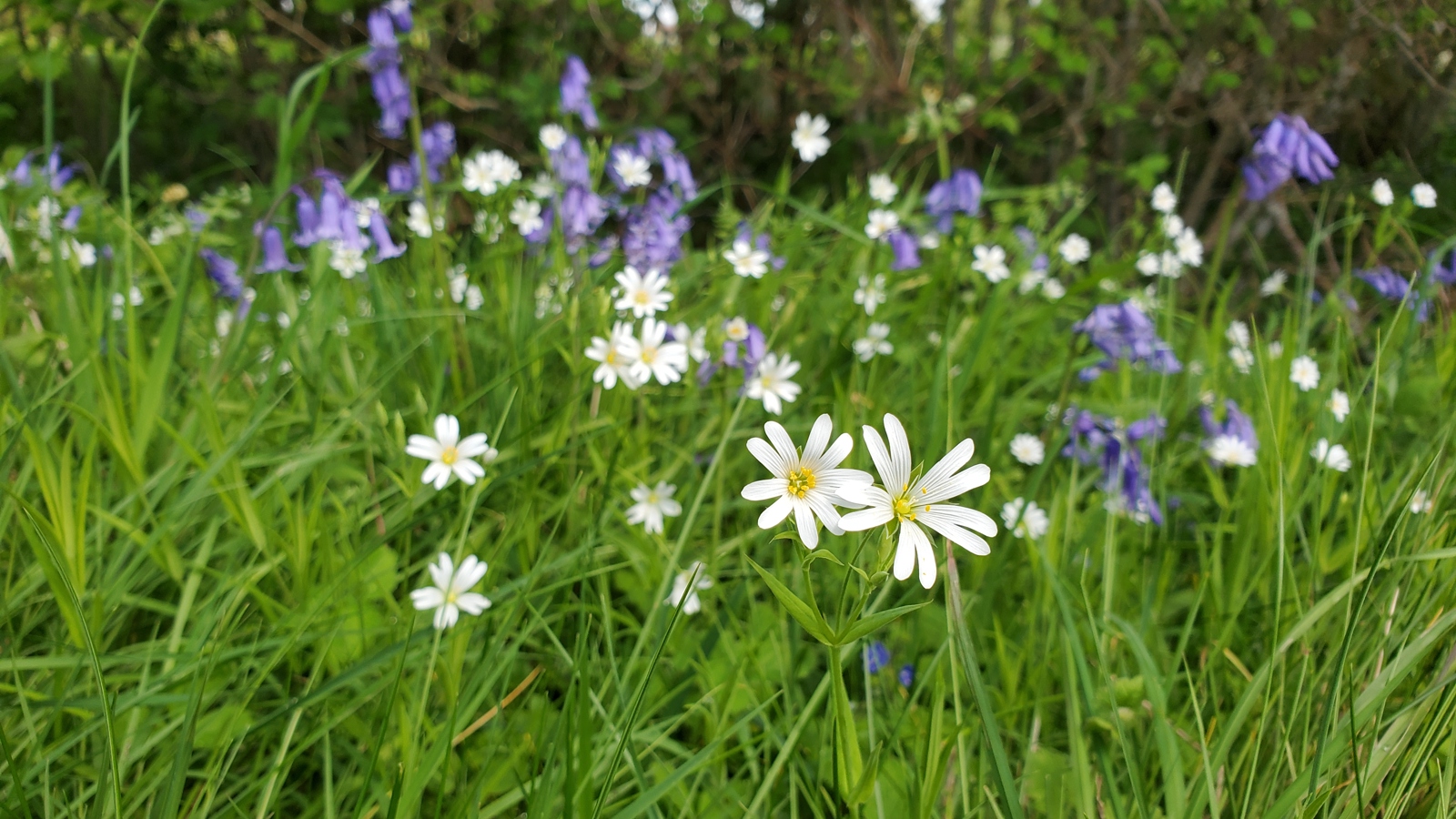 Image of Forest Copse with stitchwort & Bluebells