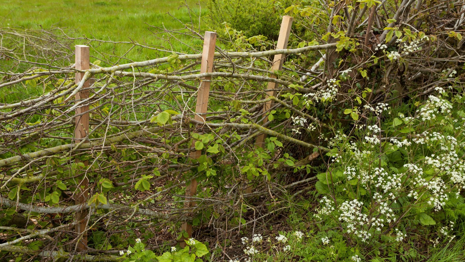 Image of Hedge laying at Forest Copse