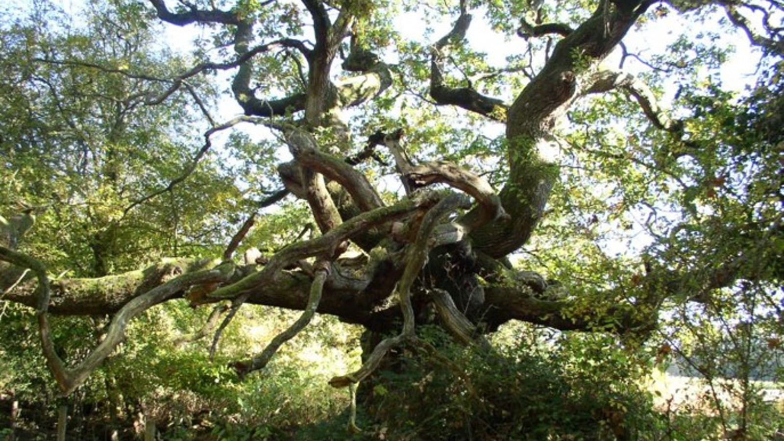Image of Richard Cobden Ebernoe ancient tree