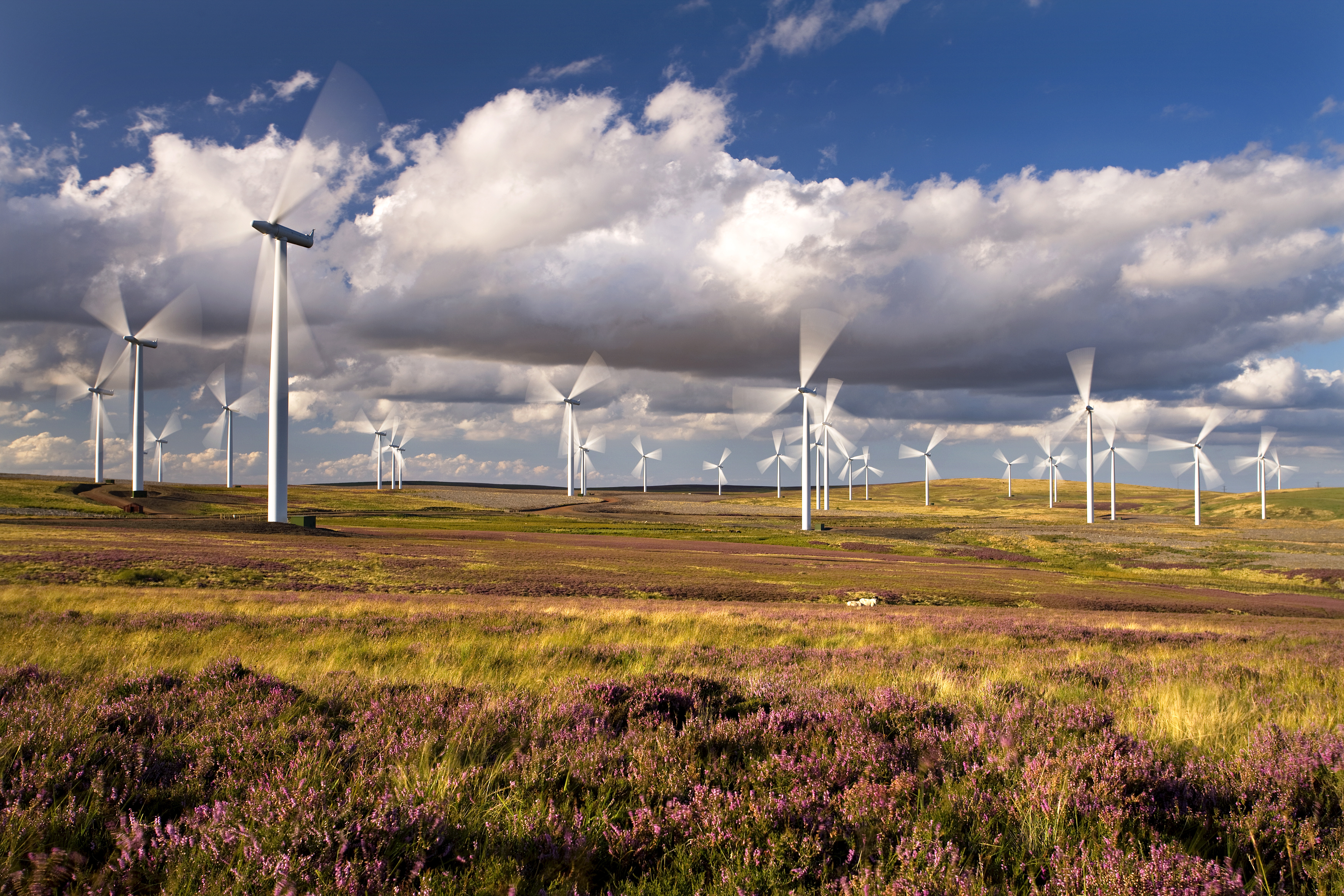 Develop a windfarm in forestry
