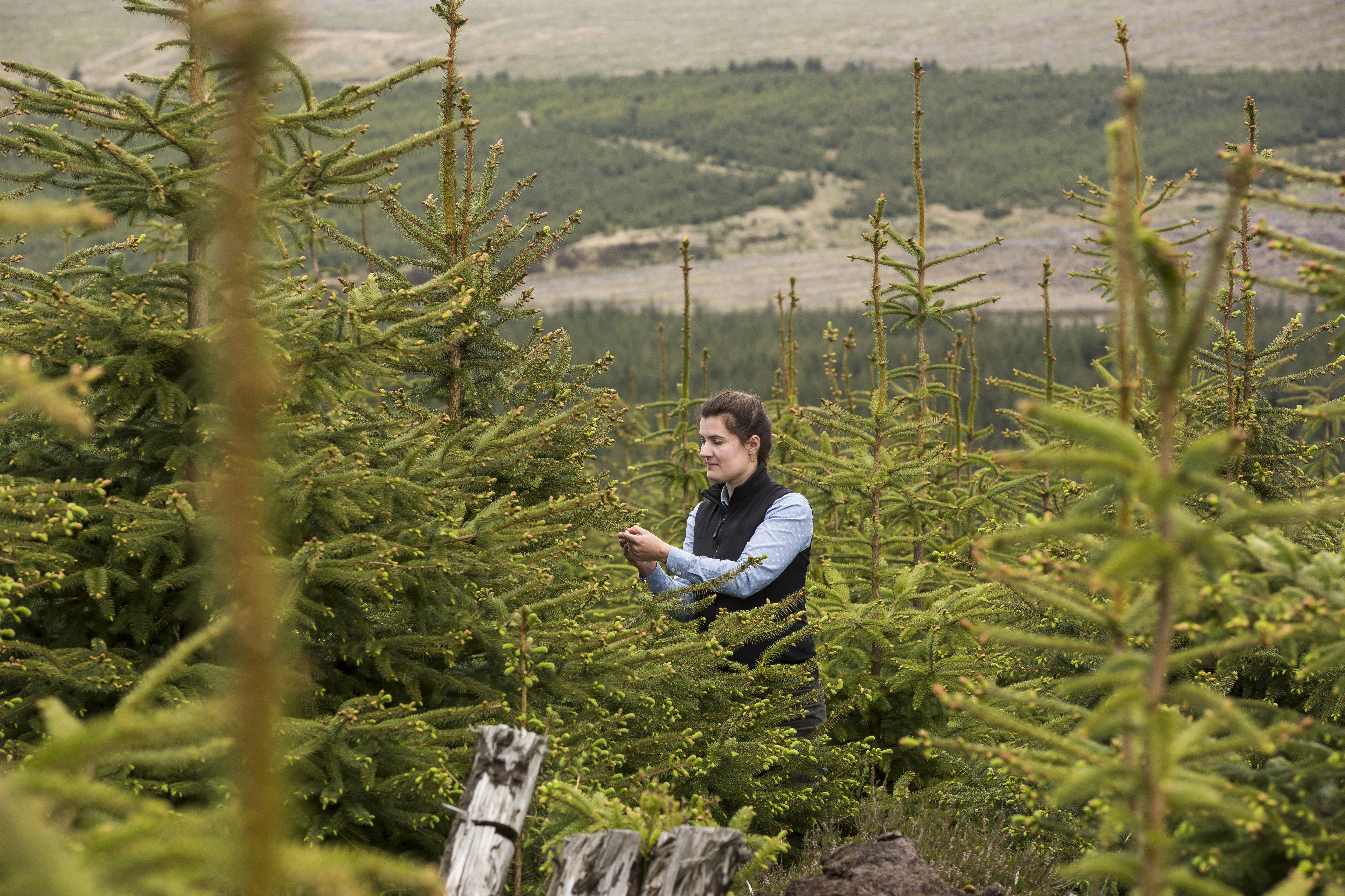 Buy or sell a forest 