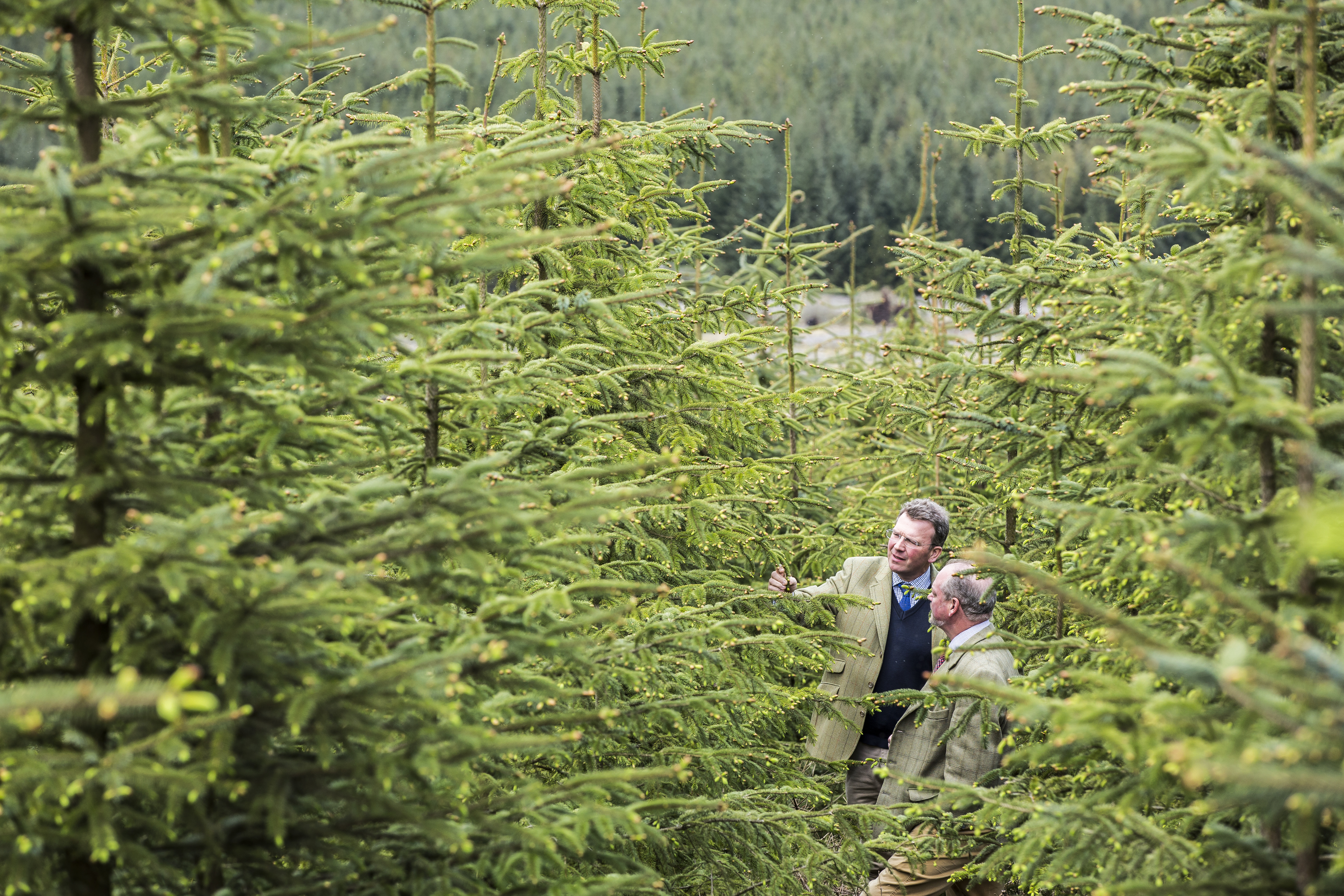 Sign up to Forestry investment alerts