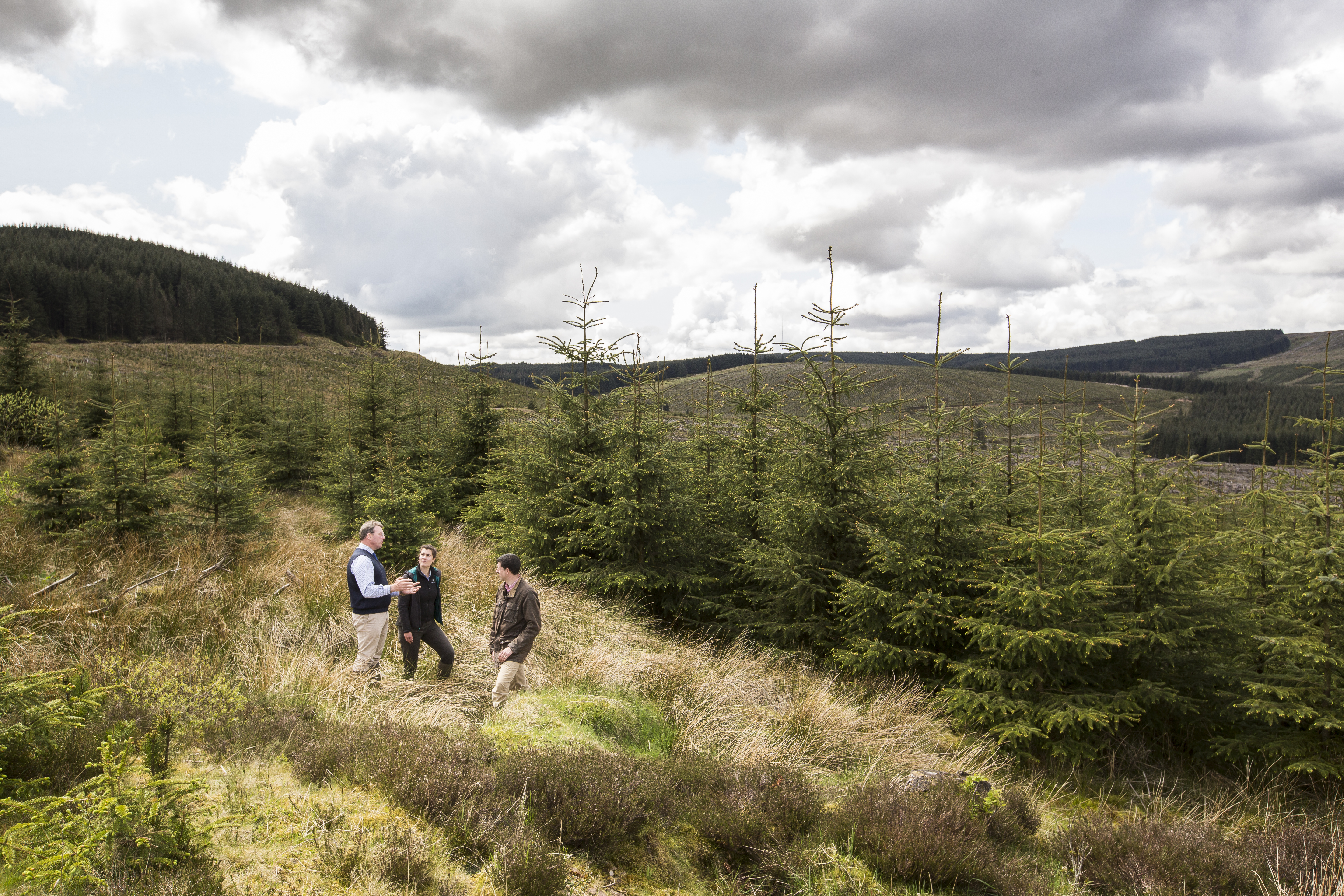 Strategic forestry planning and management 