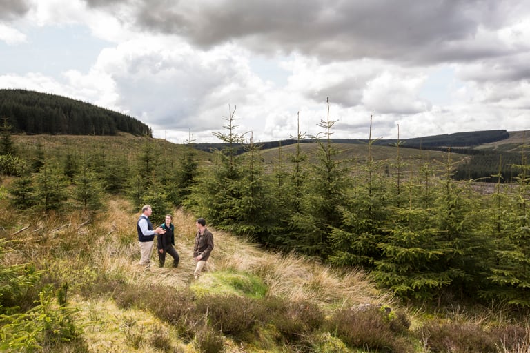Strategic forestry planning and management 