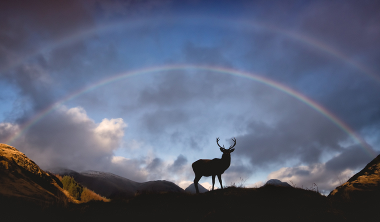 Stag, Glencoe