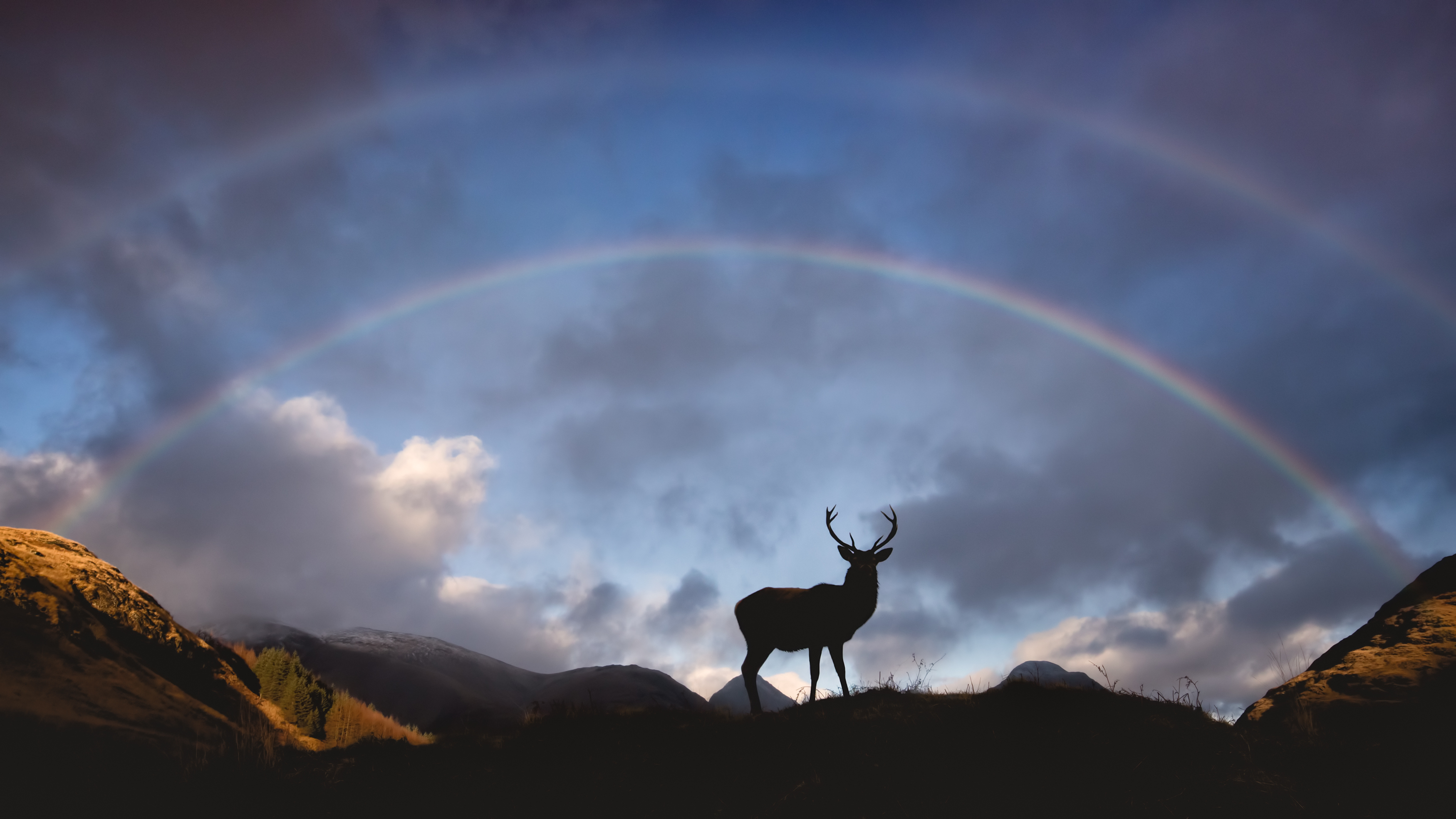 Stag, Glencoe