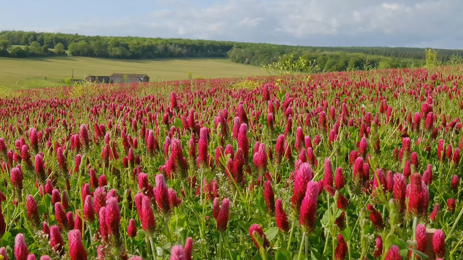 Image of Pink Field