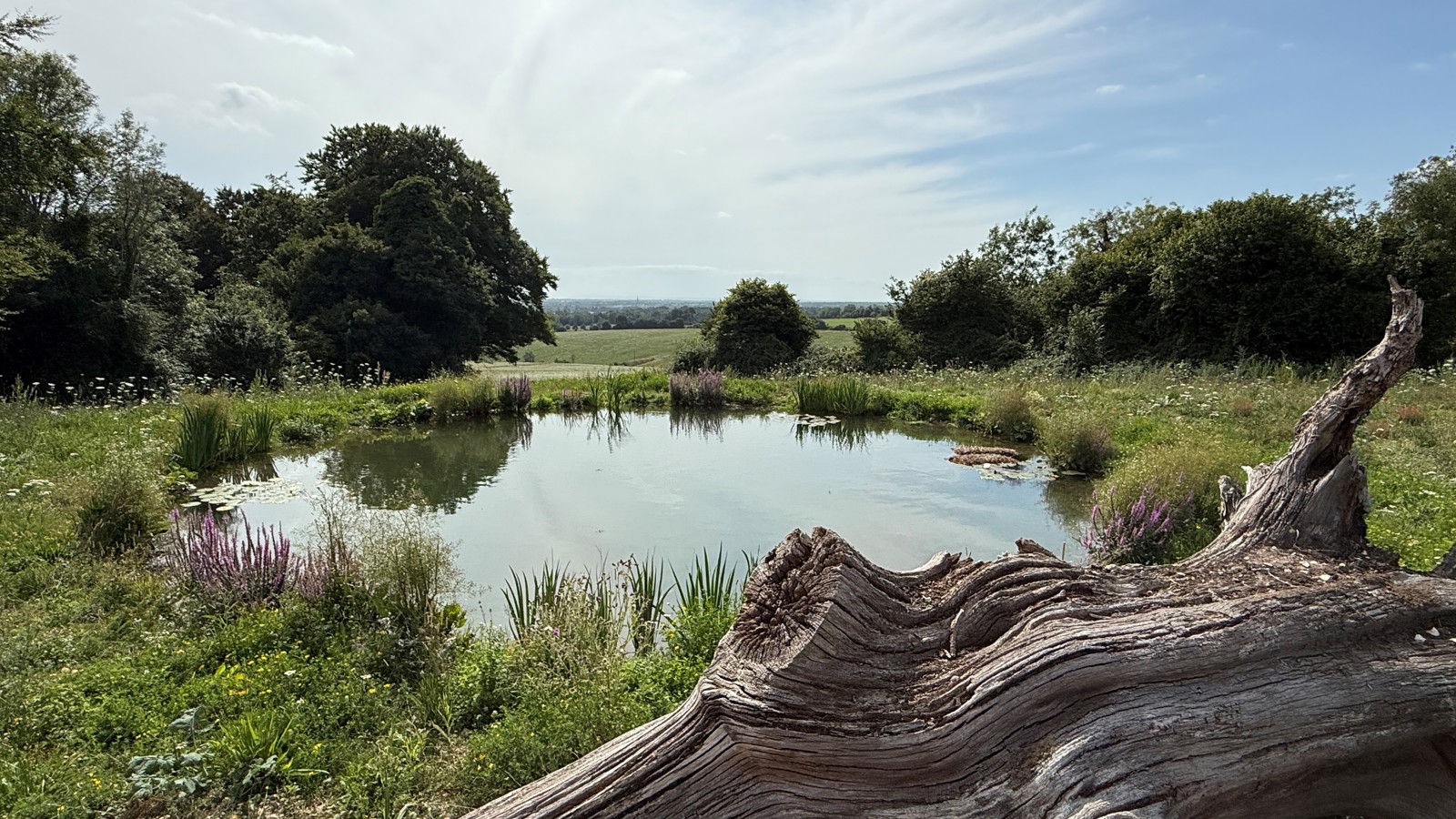 Image of Pond
