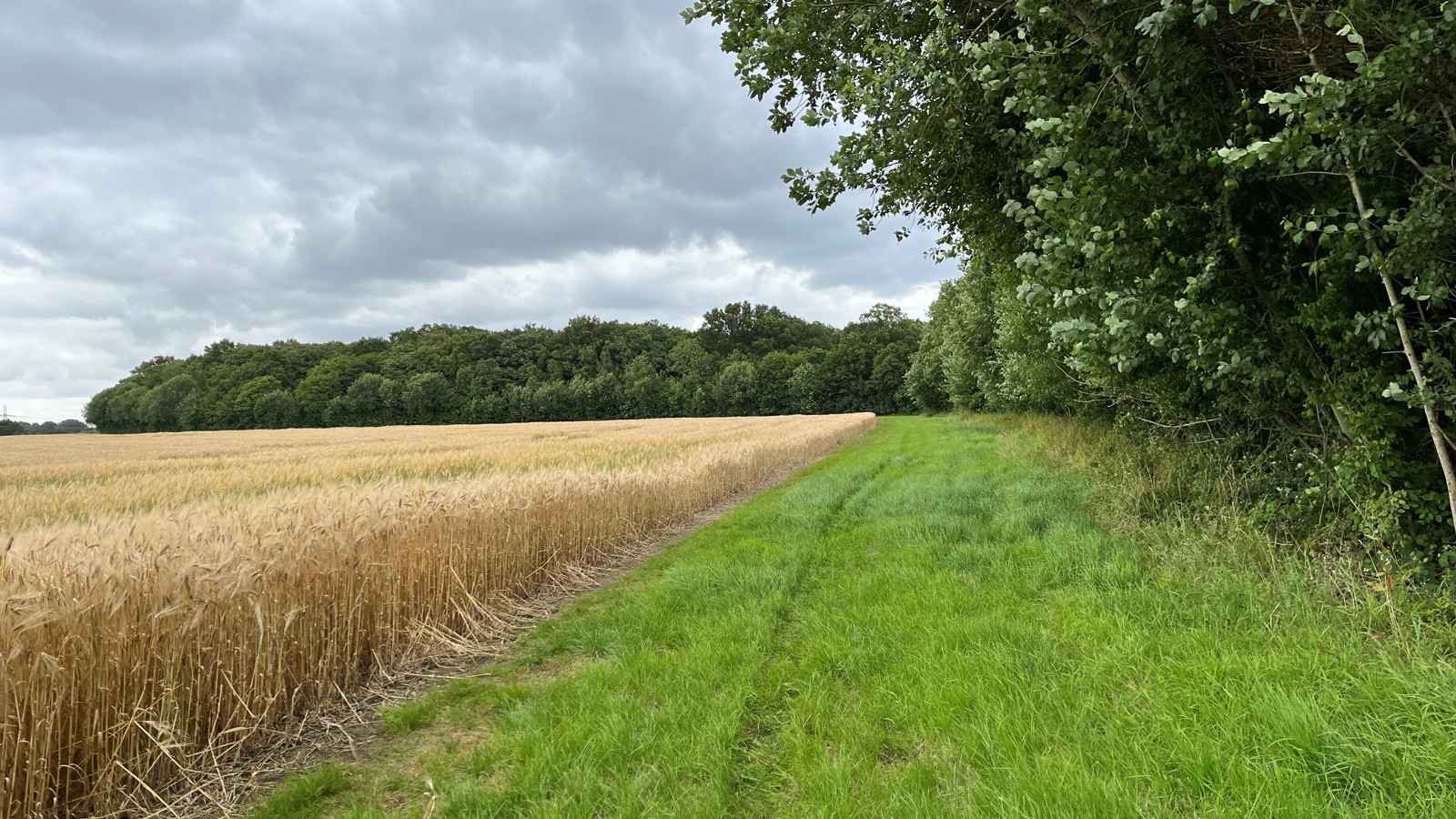 Image of Marshland Wood margin