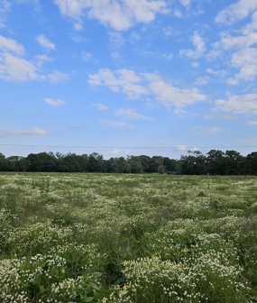 Romden Fields, Ashford
