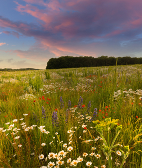 Bedfordshire Habitat Bank