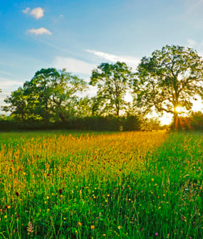 Buckinghamshire Habitat Bank