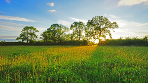 South Norfolk picture 1
