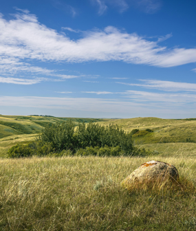 Species-rich Grasslands