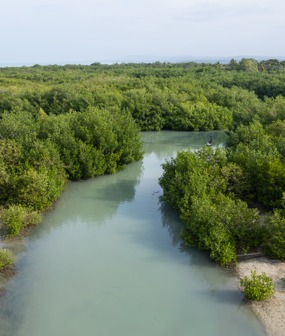 Wetland Habitats