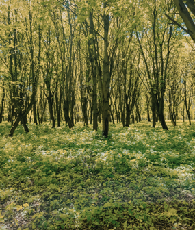 Woodland Creation and Enhancement