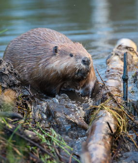 Species Reintroduction