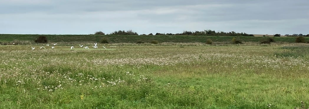 Image of IMG_3975 (1)