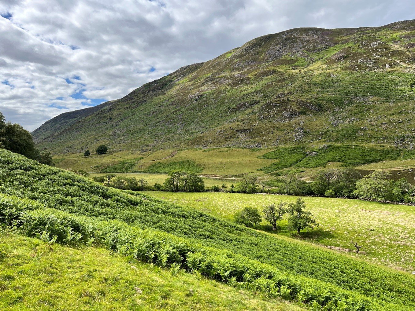 bracken image.jpg