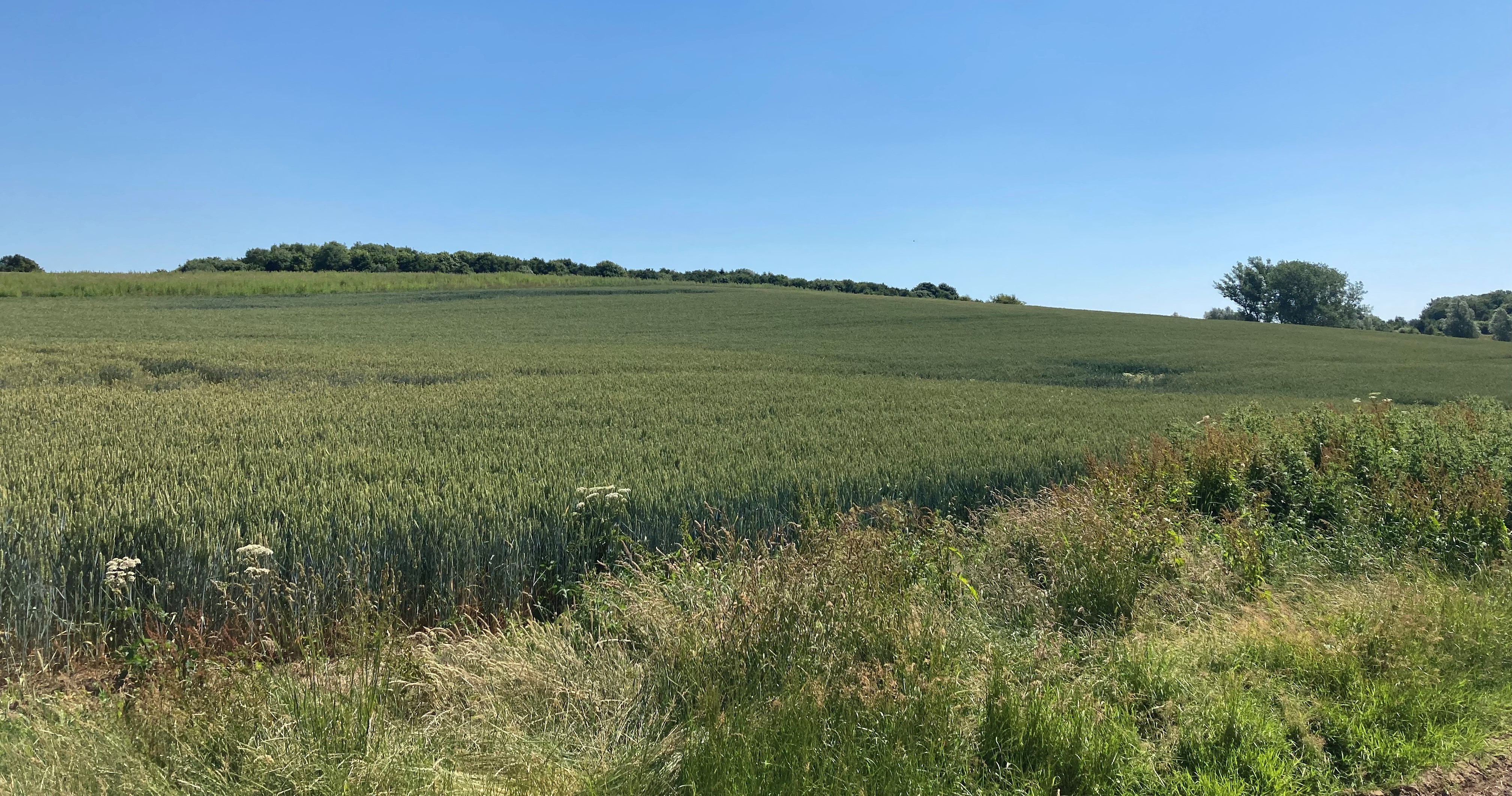 Converting arable cropland into a mosaic of species-rich habitats at Braxted Park Estate