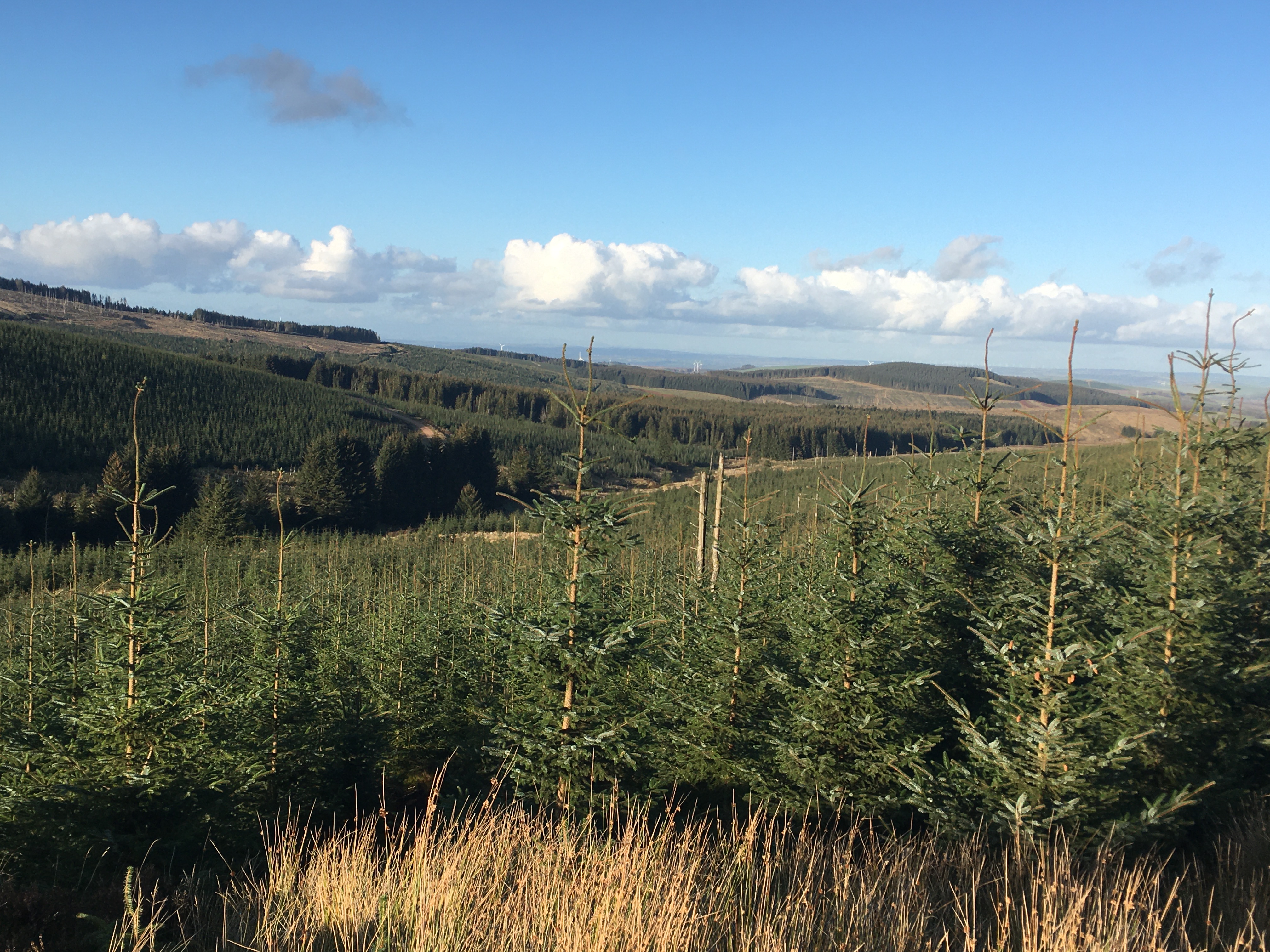 Facilitating a windfarm development within commercial forestry to create a blueprint for sustainable green income