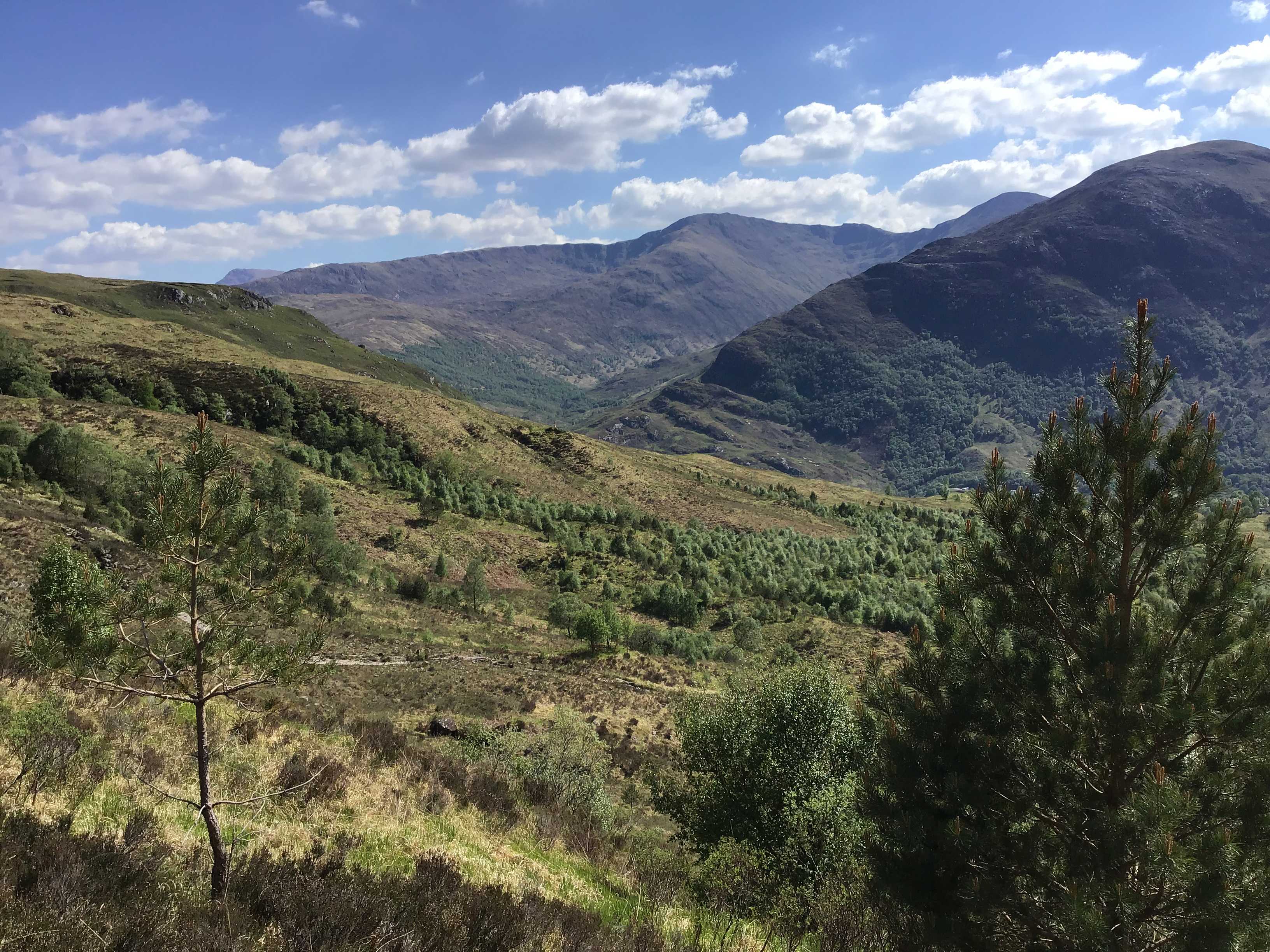 Kinlochleven Native Woodland Regeneration was an ambitious restoration project on the banks of Loch Leven