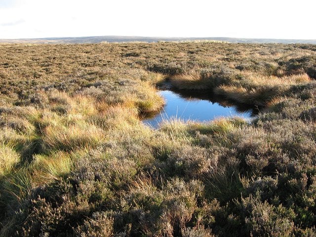 Avoiding emissions or avoiding the problem?  The case of peatland carbon