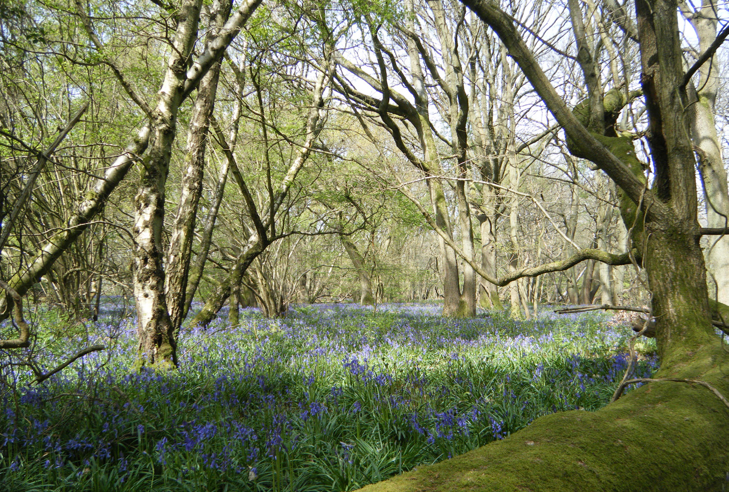 The Woodland Trust - Centenary Woodland