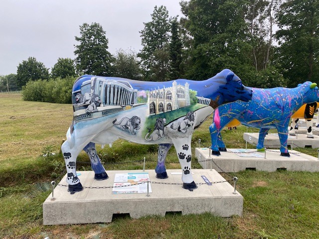 Bidwells’ Cows about Cambridge sculpture revealed at launch event.