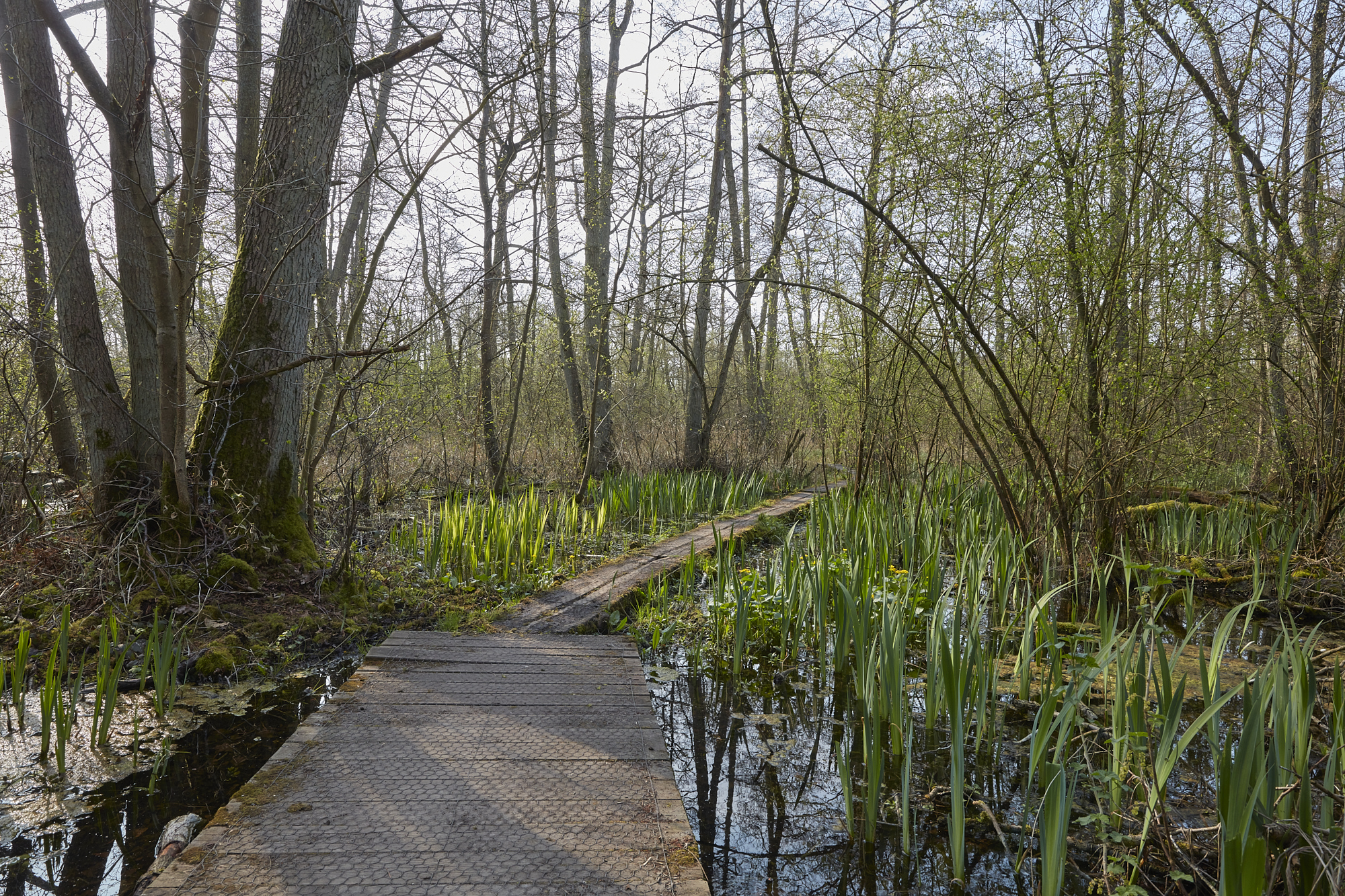 Delivery of biodiversity net gain schemes