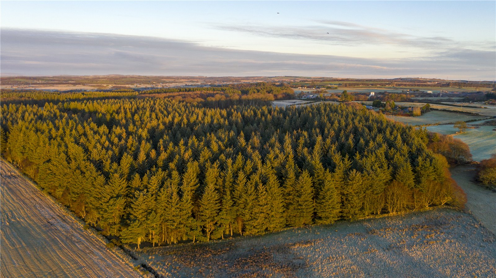 Forestry For Sale Scottish Forestry Sales Bidwells