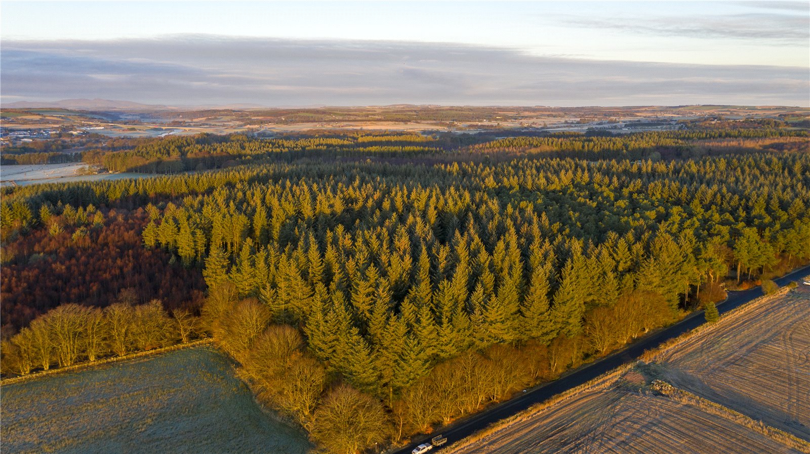 Forestry For Sale Scottish Forestry Sales Bidwells