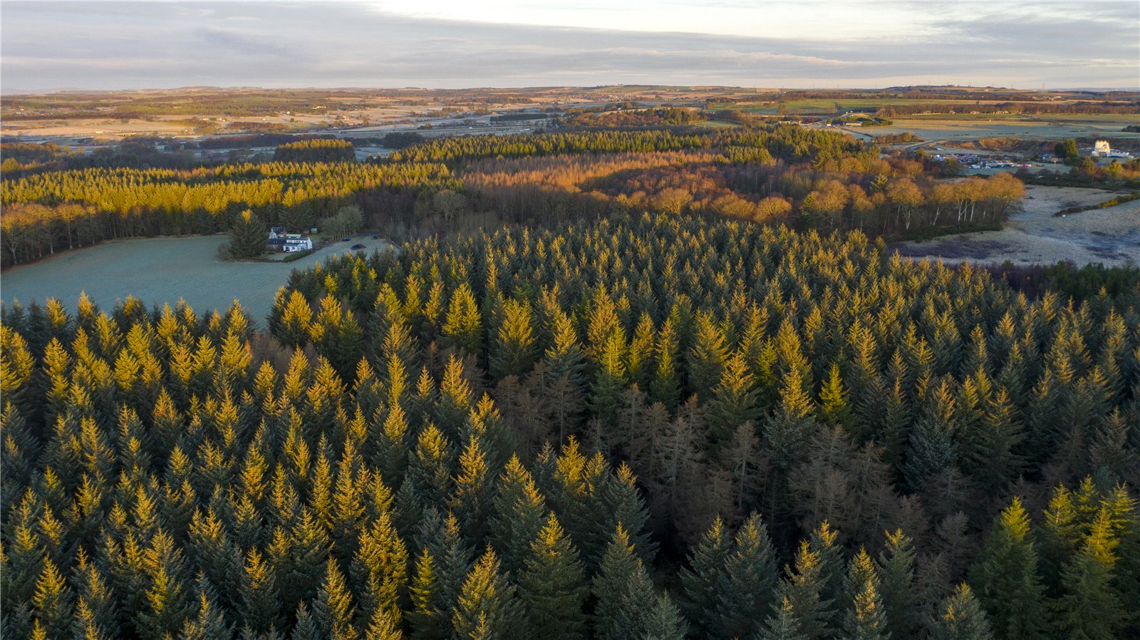 Forestry For Sale Scottish Forestry Sales Bidwells