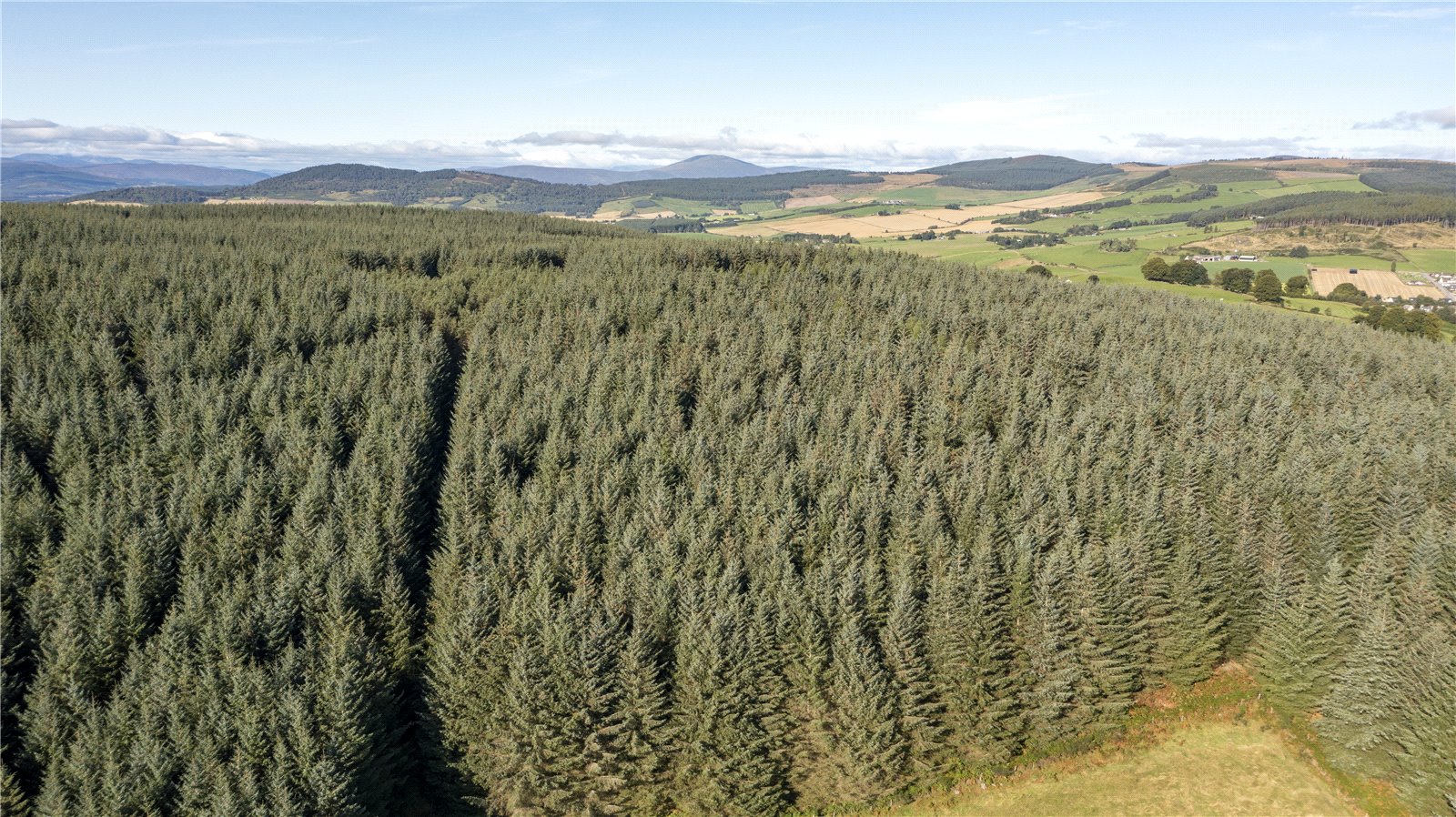 Findrack Wood, Lumphanan picture 5