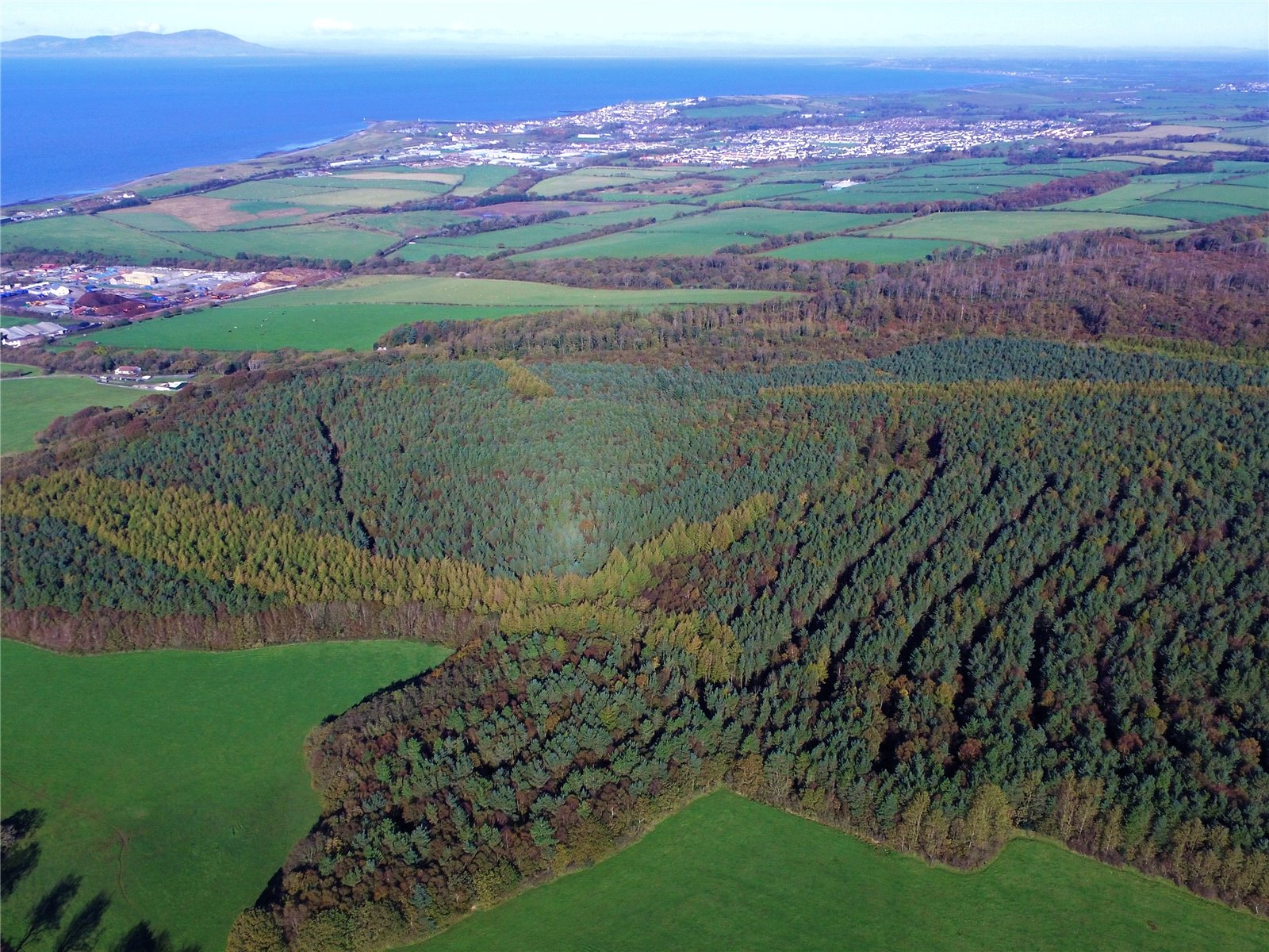 Flimby Great Wood, By Flimby picture 1
