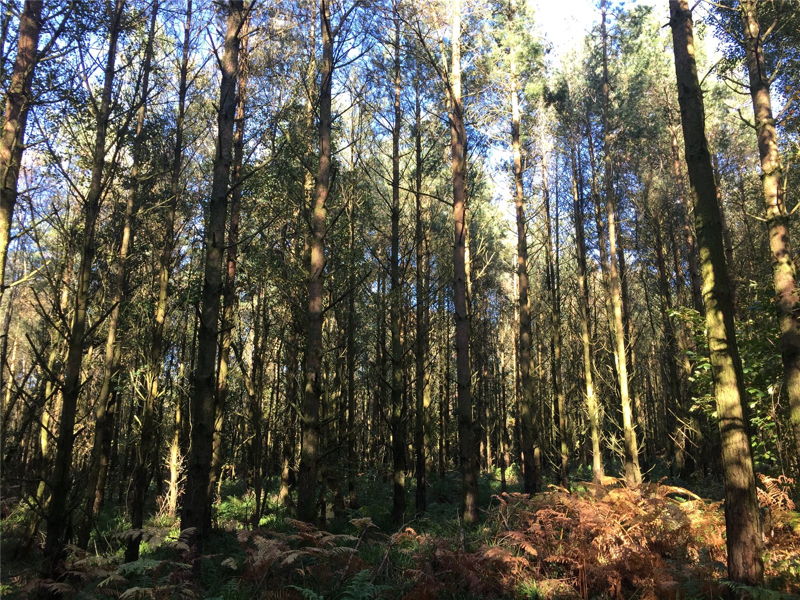 Flimby Great Wood, By Flimby picture 3