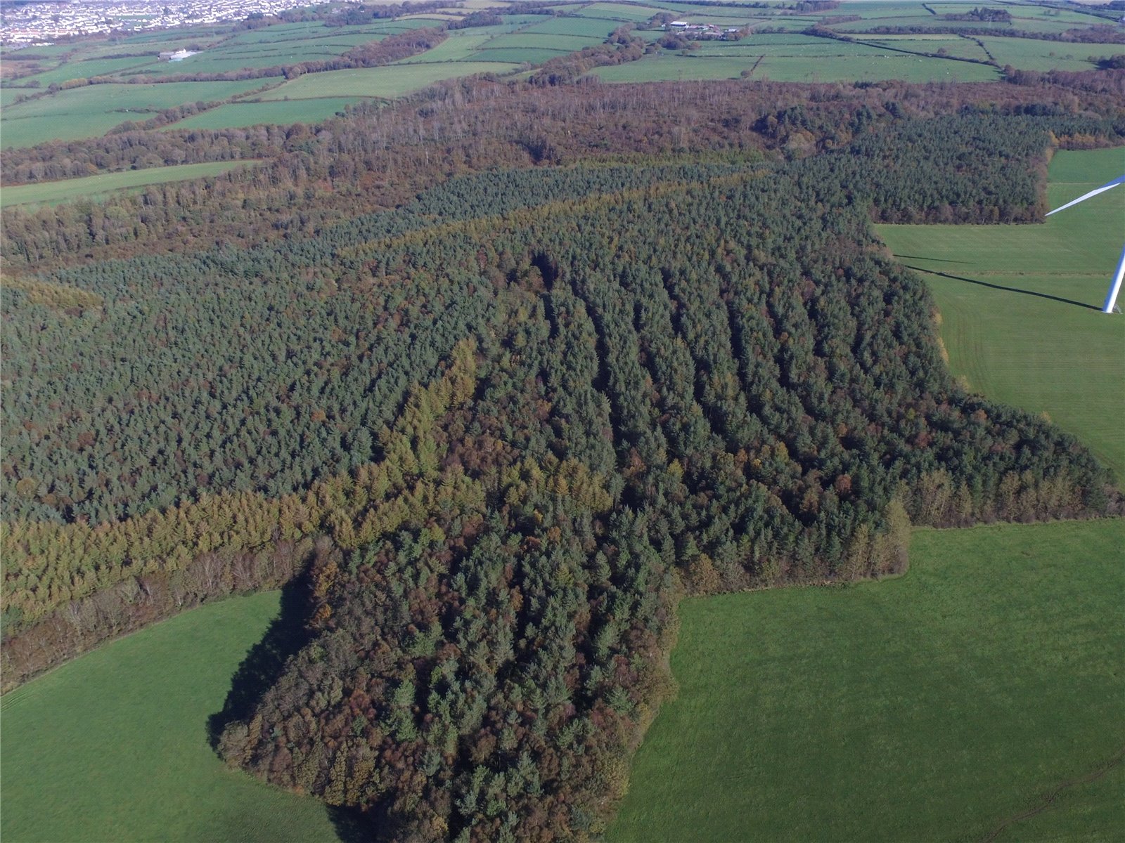 Flimby Great Wood, By Flimby picture 4