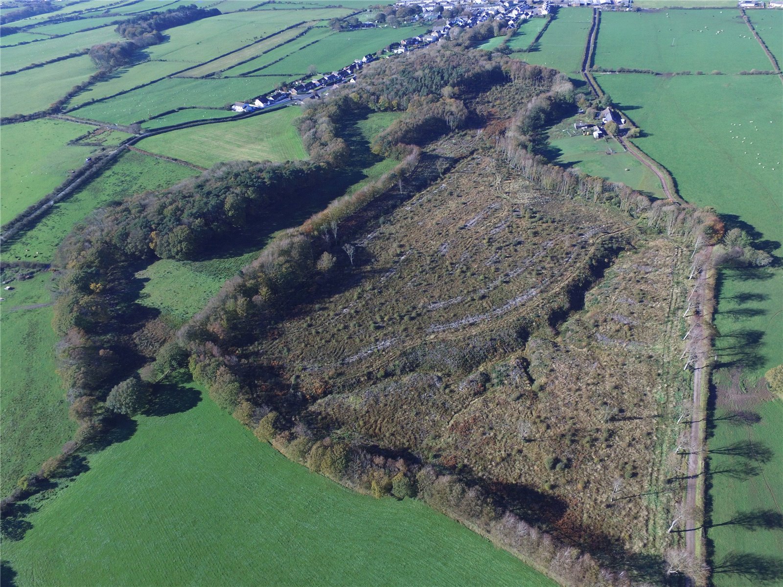 Flimby Great Wood, By Flimby picture 5