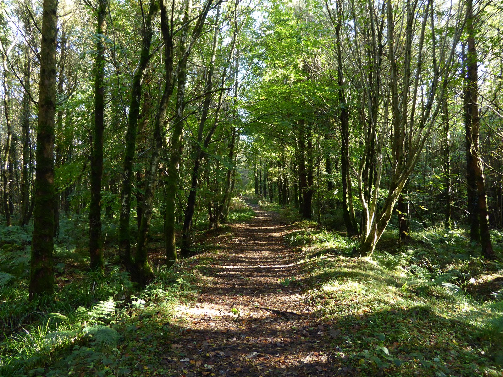 Flimby Great Wood, By Flimby picture 6