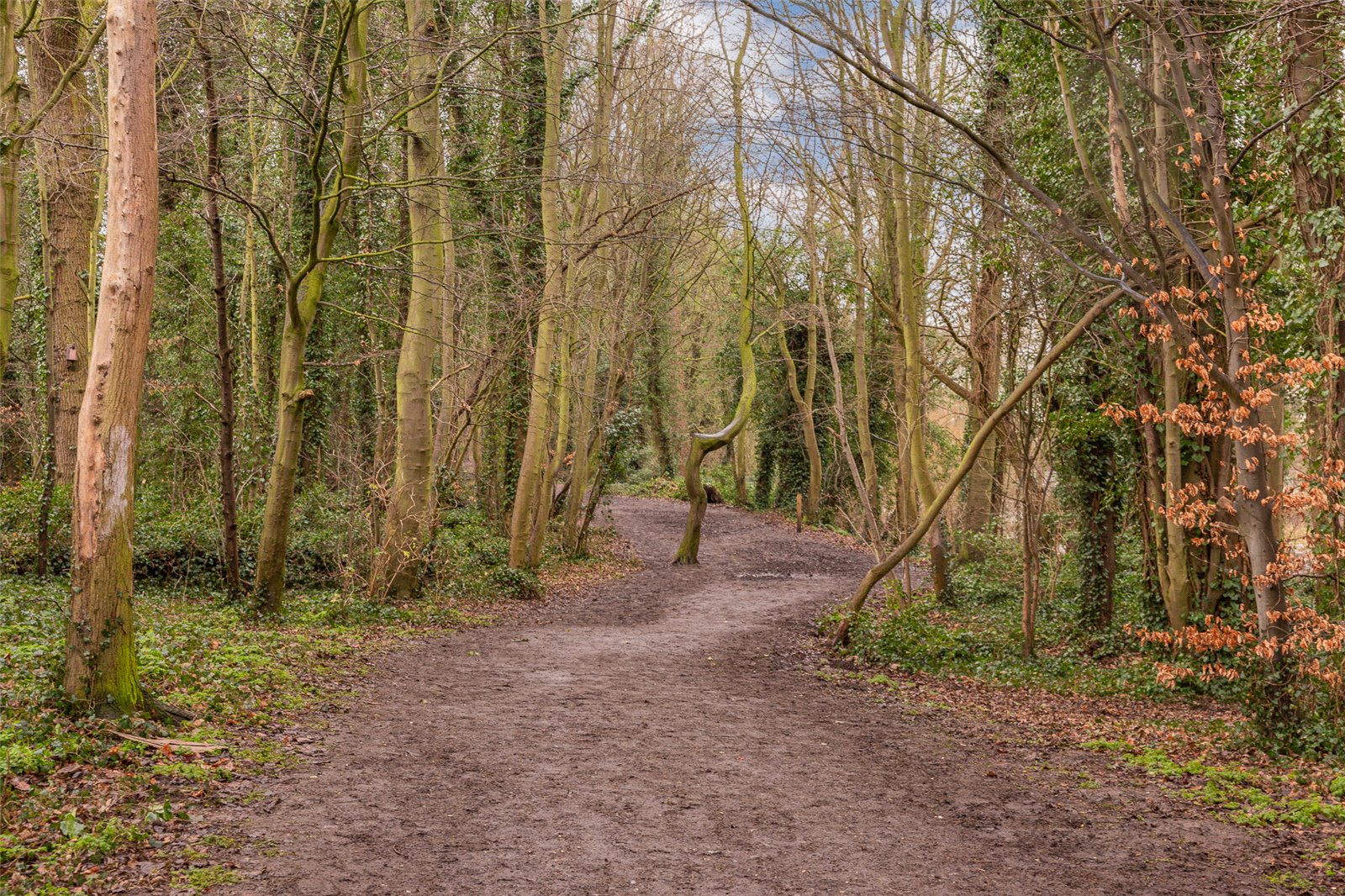 Country Park1.jpg